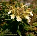 Teucrium_montanum_4491