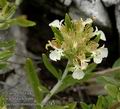 Teucrium_montanum_ab3287