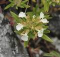 Teucrium_montanum_ab3296