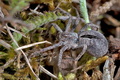 Thanatus_formicinus_dx1693s