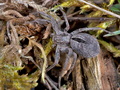 Thanatus_formicinus_dx1722s
