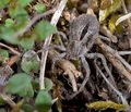 Thanatus_formicinus_dx1730s