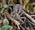 Thanatus_formicinus_dx1747s