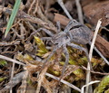 Thanatus_formicinus_dx1769s