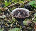 Thelephora_caryophyllea_ca2743