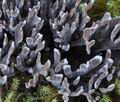 Thelephora_palmata_bv4371