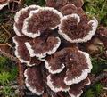 Thelephora_terrestris_aj3201