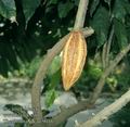 Theobroma_cacao_9016