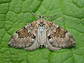 Thera_obeliscata_cu8107s
