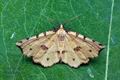 Therapis_flavicaria_ja6304s