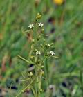 Thesium_alpinum_bk0380