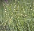 Thesium_linophyllon_9015