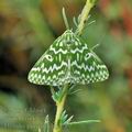 Thetidia_plusiaria_bg3789