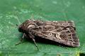 Tholera_decimalis_cf5007s