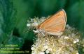 Thymelicus_sylvestris_744