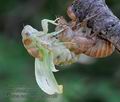 Tibicina_haematodes_f4129