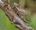 Tibicina_tomentosa_bg4957
