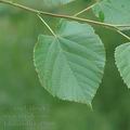 Tilia_cordata_af3080