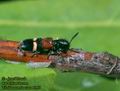 Tilloidea_unifasciata_6150