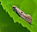 Tinea_trinotella_jg8850s