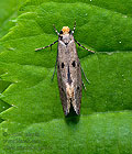 Tinea_trinotella_jg8864s