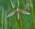 Tipula_oleracea_cc2319s