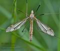 Tipula_oleracea_cc2367s