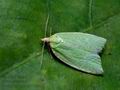 Tortrix_viridana_cj3150s