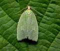 Tortrix_viridana_ct5770s