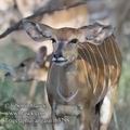 Tragelaphus_angasii_fb3298