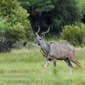 Tragelaphus_strepsiceros_ba8790