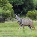 Tragelaphus_strepsiceros_ba8790