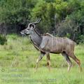 Tragelaphus_strepsiceros_ba8806