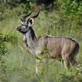 Tragelaphus_strepsiceros_bb5401