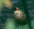 Tragopan_caboti_11284