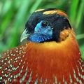 Tragopan_temminckii_be1519