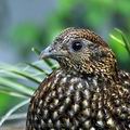 Tragopan_temminckii_be1538