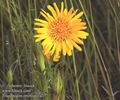 Tragopogon_orientalis_a35