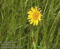 Tragopogon_orientalis_a38