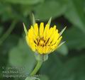 Tragopogon_pratensis_ab6651