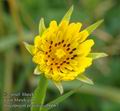 Tragopogon_pratensis_ab6667