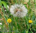 Tragopogon_pratensis_ab6678