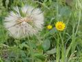 Tragopogon_pratensis_ab6688