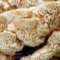 Trametes_cervina_al9266