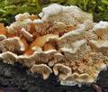 Trametes_cervina_bp2992