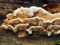 Trametes_cervina_bp2995