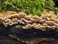 Trametes_cervina_bp2999