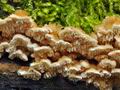 Trametes_cervina_bp3002