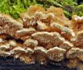 Trametes_cervina_bp3008