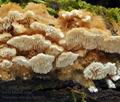 Trametes_cervina_bp3010